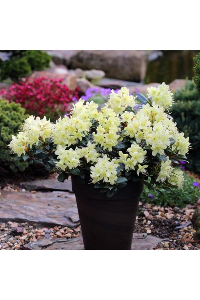 Rhododendron ’Princess Anne’полив